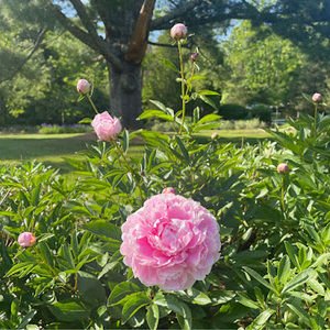 Meet your Posher, Jillian